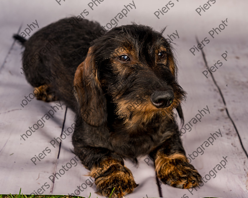 Arnold-14 
 Arnold at Hughenden Primary School fete 
 Keywords: DogPhotography Cutedog Piersphoto Studiophotography