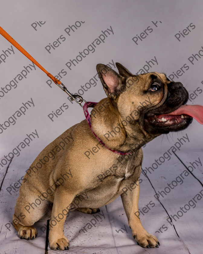 Mabel-22 
 Mabel at Hughenden Primary School Fete 
 Keywords: DogPhotography Cutedog Piersphoto Studiophotography