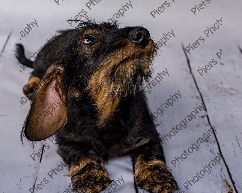 Arnold-12 
 Arnold at Hughenden Primary School fete 
 Keywords: DogPhotography Cutedog Piersphoto Studiophotography