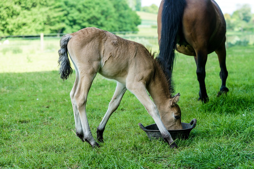 Lynda and Carsons Foal 034 
 Lynda and Carson's Foal 2013 
 Keywords: WWE. Foal, Piers Photography