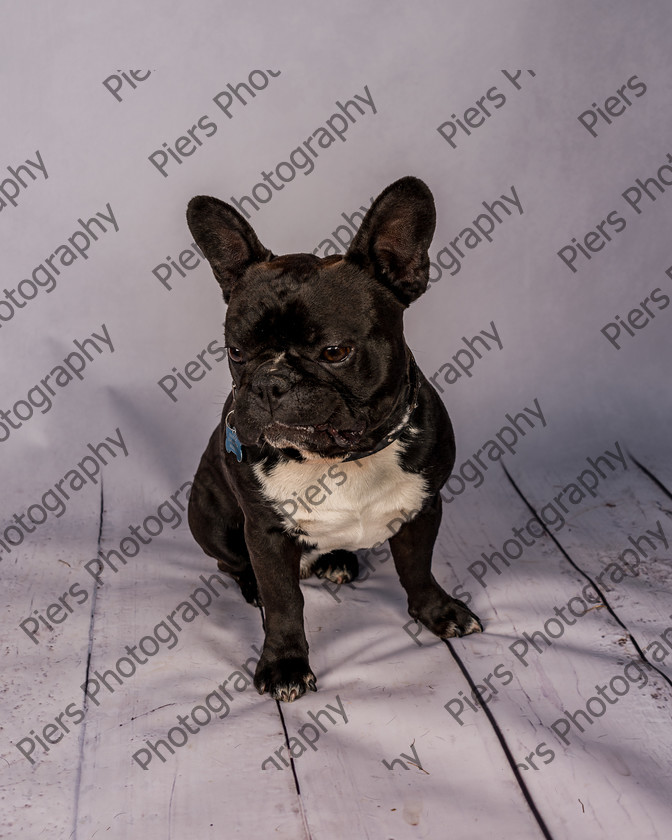 Frankie-28 
 Frankie at Hughenden Primary School fete 
 Keywords: DogPhotography Cutedog Piersphoto Studiophotography