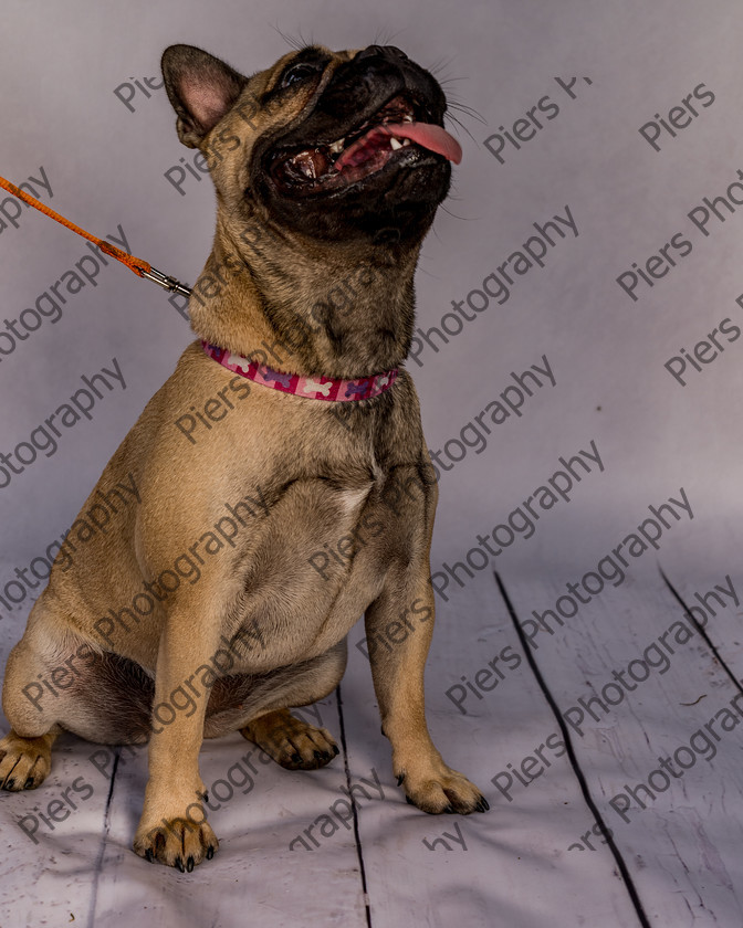 Mabel-13 
 Mabel at Hughenden Primary School Fete 
 Keywords: DogPhotography Cutedog Piersphoto Studiophotography