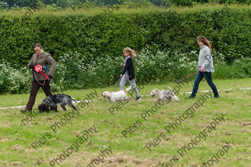 NRC Dog Show 027 
 Naphill Riding Club Open Show 
 Keywords: Naphill Riding Club, Open Show, Equestrian, Piers Photography, Bucks Wedding Photographer