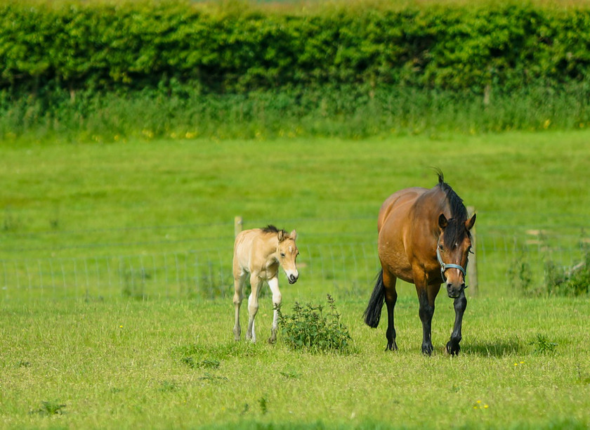 Lynda and Carsons Foal 008 
 Lynda and Carson's Foal 2013 
 Keywords: WWE. Foal, Piers Photography