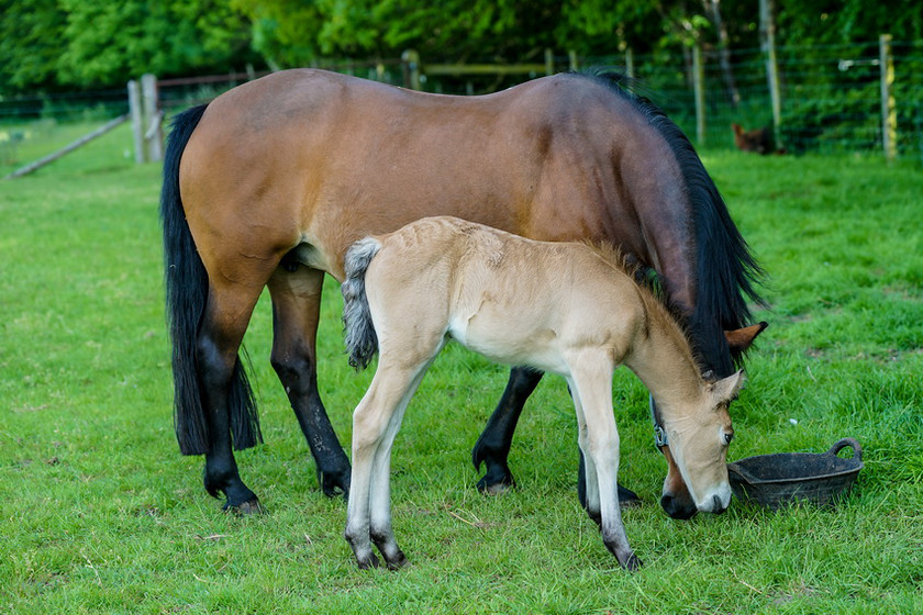 Lynda and Carsons Foal 033 
 Lynda and Carson's Foal 2013 
 Keywords: WWE. Foal, Piers Photography