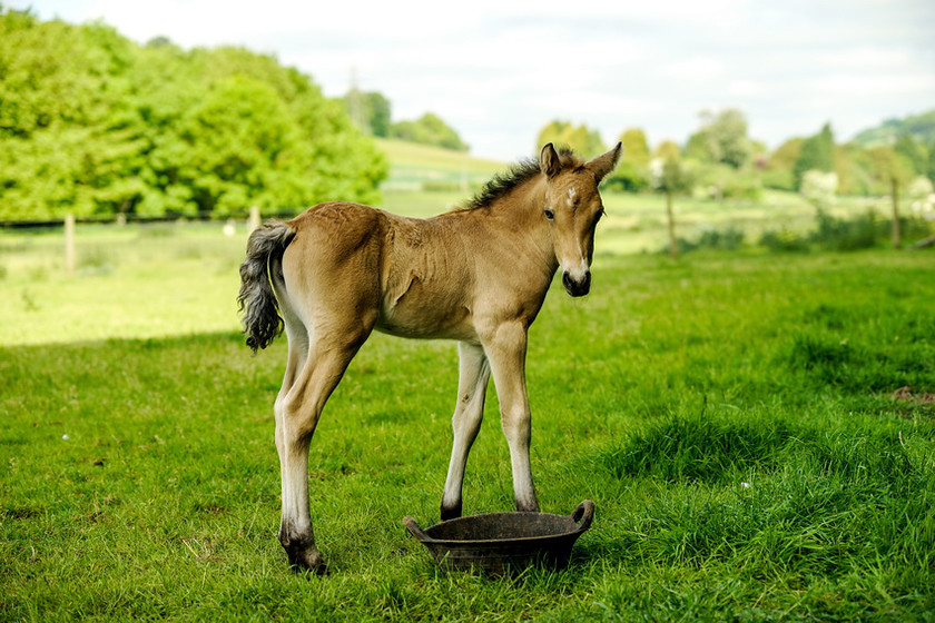 Lynda and Carsons Foal 042 
 Lynda and Carson's Foal 2013 
 Keywords: WWE. Foal, Piers Photography