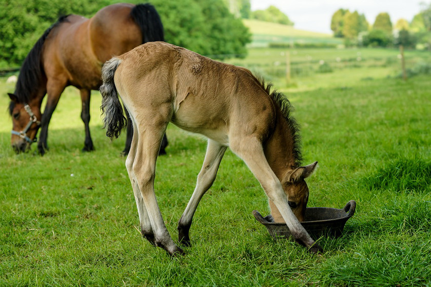 Lynda and Carsons Foal 035 
 Lynda and Carson's Foal 2013 
 Keywords: WWE. Foal, Piers Photography