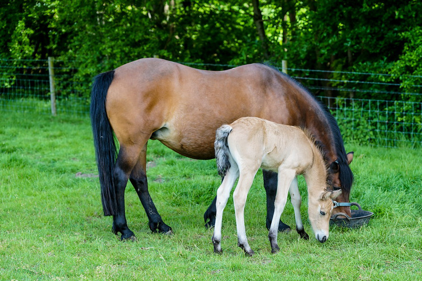 Lynda and Carsons Foal 031 
 Lynda and Carson's Foal 2013 
 Keywords: WWE. Foal, Piers Photography