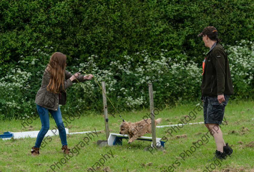 NRC Dog Show 061 
 Naphill Riding Club Open Show 
 Keywords: Naphill Riding Club, Open Show, Equestrian, Piers Photography, Bucks Wedding Photographer