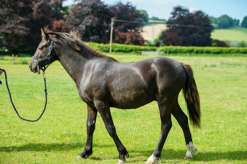 Lynda and Carsons Foal 067 
 Lynda and Carson's Foal 2013 
 Keywords: WWE. Foal, Piers Photography