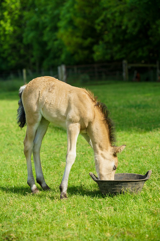 Lynda and Carsons Foal 050 
 Lynda and Carson's Foal 2013 
 Keywords: WWE. Foal, Piers Photography