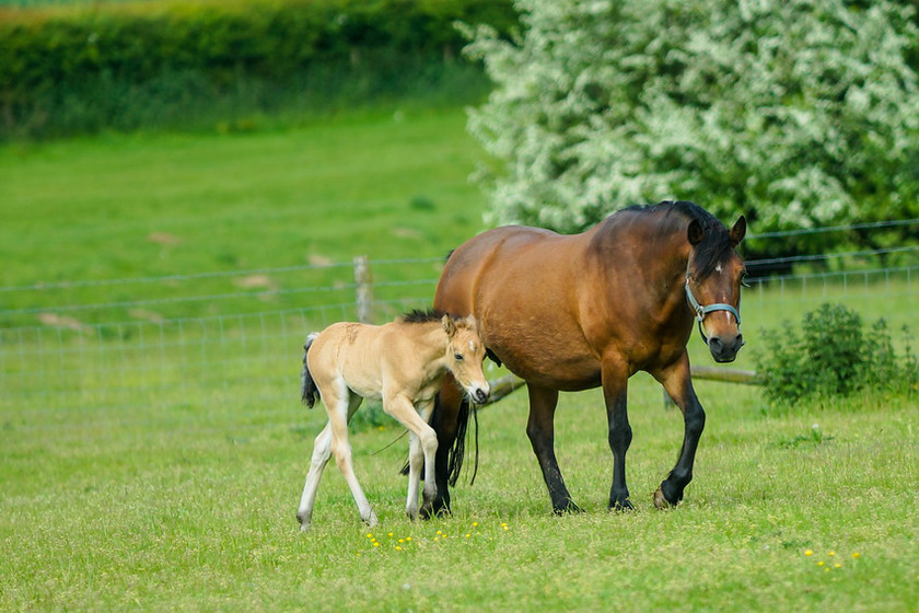 Lynda and Carsons Foal 014 
 Lynda and Carson's Foal 2013 
 Keywords: WWE. Foal, Piers Photography