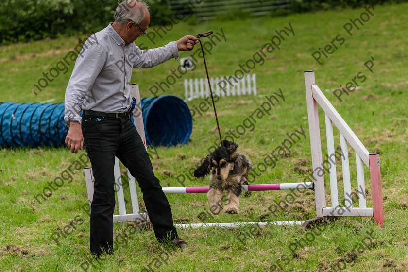 NRC Dog Show 059 
 Naphill Riding Club Open Show 
 Keywords: Naphill Riding Club, Open Show, Equestrian, Piers Photography, Bucks Wedding Photographer