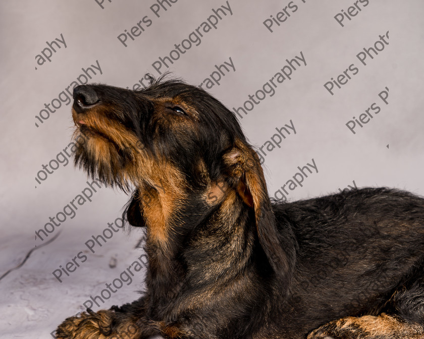 Arnold-20 
 Arnold at Hughenden Primary School fete 
 Keywords: DogPhotography Cutedog Piersphoto Studiophotography