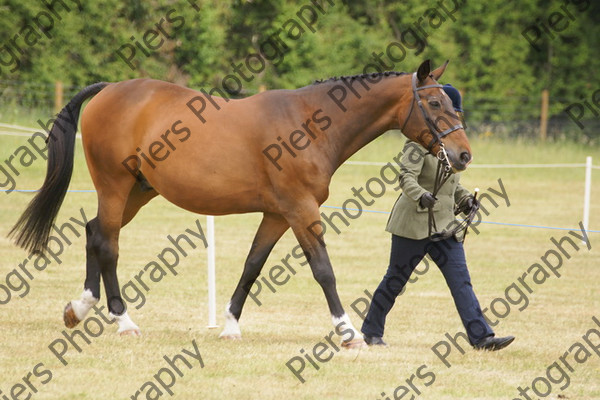 In Hnad Veteran Horse 03 
 NRCS Class 22 In Hand Veteran Horse