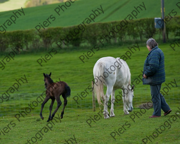 Lynda & Carson s foal0003 
 Carson& Linda's Foal 
 Keywords: Elliotts, Horses, West Wycombe Park