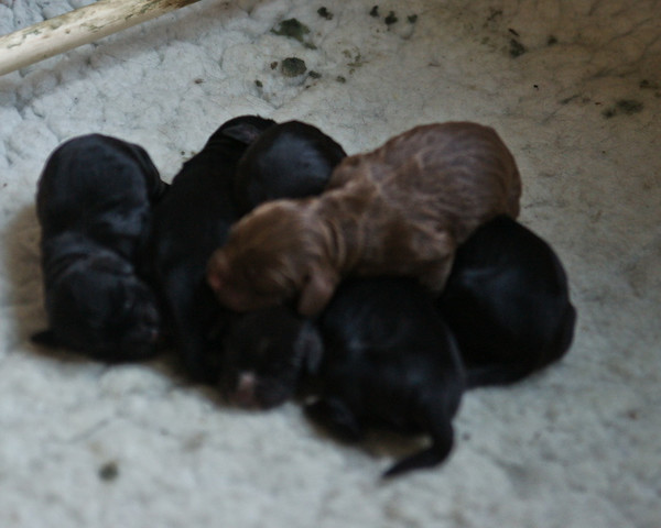 Spice puppies 006 
 Spice's Puppies day 2 
 Keywords: Piers Photo Day 2, Puppies, Spice