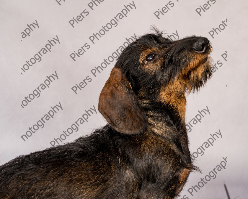 Arnold-27 
 Arnold at Hughenden Primary School fete 
 Keywords: DogPhotography Cutedog Piersphoto Studiophotography