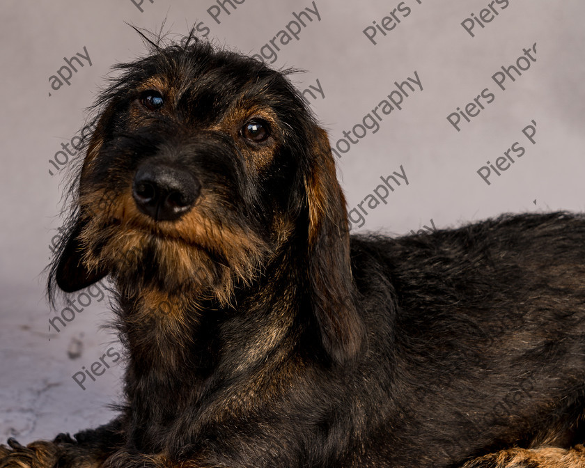 Arnold-22 
 Arnold at Hughenden Primary School fete 
 Keywords: DogPhotography Cutedog Piersphoto Studiophotography