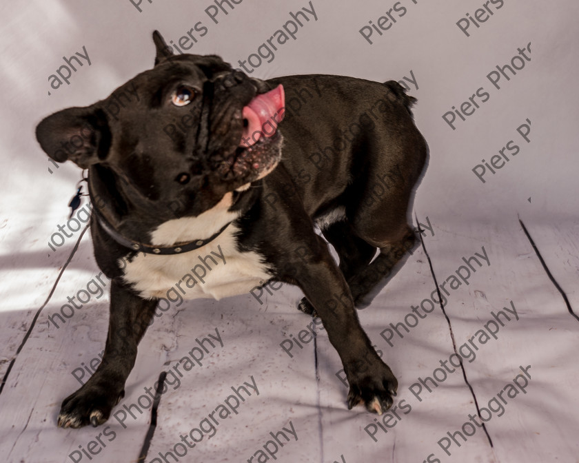 Frankie-6 
 Frankie at Hughenden Primary School fete 
 Keywords: DogPhotography Cutedog Piersphoto Studiophotography