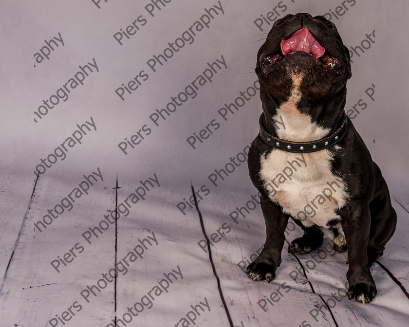 Frankie-10 
 Frankie at Hughenden Primary School fete 
 Keywords: DogPhotography Cutedog Piersphoto Studiophotography