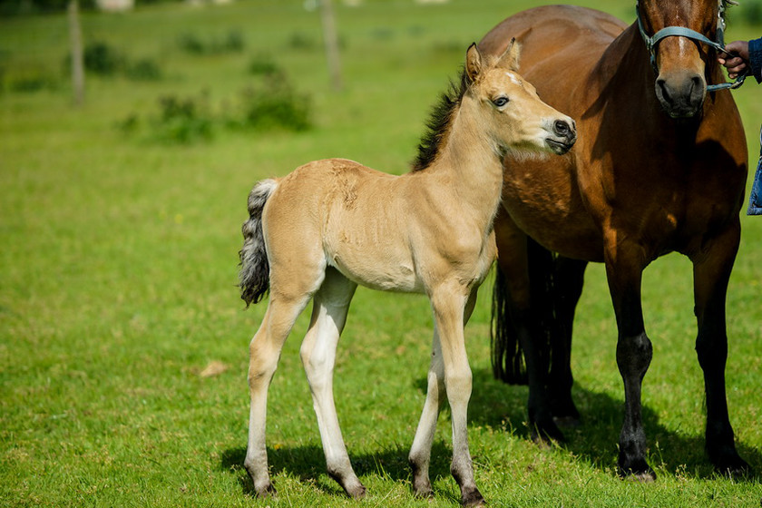 Lynda and Carsons Foal 024 
 Lynda and Carson's Foal 2013 
 Keywords: WWE. Foal, Piers Photography