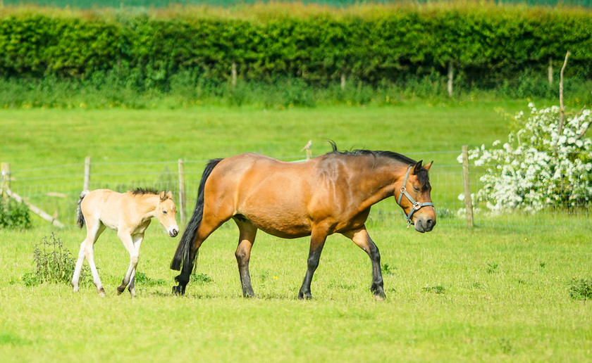 Lynda and Carsons Foal 010 
 Lynda and Carson's Foal 2013 
 Keywords: WWE. Foal, Piers Photography