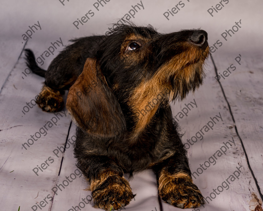 Arnold-11 
 Arnold at Hughenden Primary School fete 
 Keywords: DogPhotography Cutedog Piersphoto Studiophotography