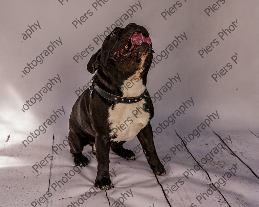 Frankie-4 
 Frankie at Hughenden Primary School fete 
 Keywords: DogPhotography Cutedog Piersphoto Studiophotography