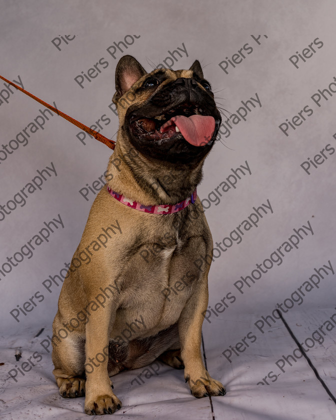 Mabel-12 
 Mabel at Hughenden Primary School Fete 
 Keywords: DogPhotography Cutedog Piersphoto Studiophotography