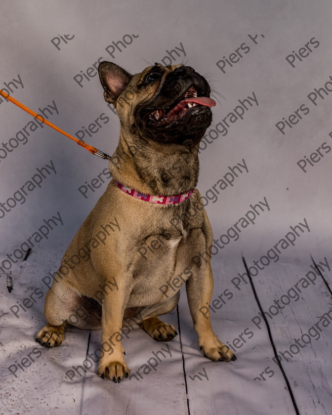 Mabel-14 
 Mabel at Hughenden Primary School Fete 
 Keywords: DogPhotography Cutedog Piersphoto Studiophotography