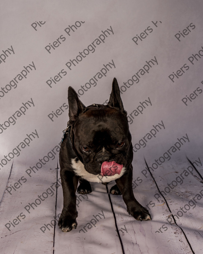 Frankie-24 
 Frankie at Hughenden Primary School fete 
 Keywords: DogPhotography Cutedog Piersphoto Studiophotography