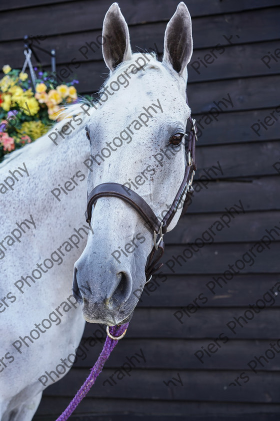 Pam Horse shoot 10 
 Pam's horse shoot at Palmers 
 Keywords: Bucks Wedding photographer, Palmers Stud and livery, Piers Photography, equestrian