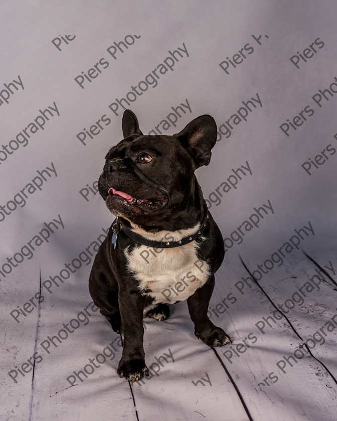 Frankie-26 
 Frankie at Hughenden Primary School fete 
 Keywords: DogPhotography Cutedog Piersphoto Studiophotography