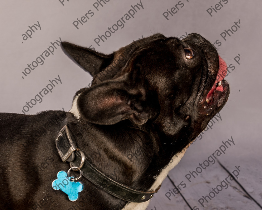 Frankie-16 
 Frankie at Hughenden Primary School fete 
 Keywords: DogPhotography Cutedog Piersphoto Studiophotography
