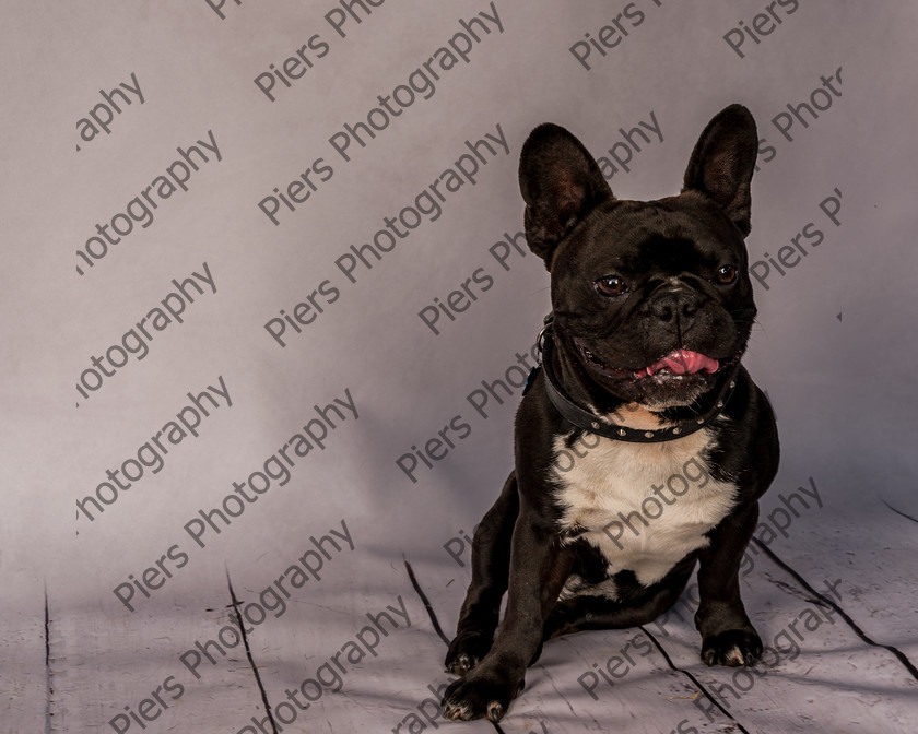Frankie-22 
 Frankie at Hughenden Primary School fete 
 Keywords: DogPhotography Cutedog Piersphoto Studiophotography