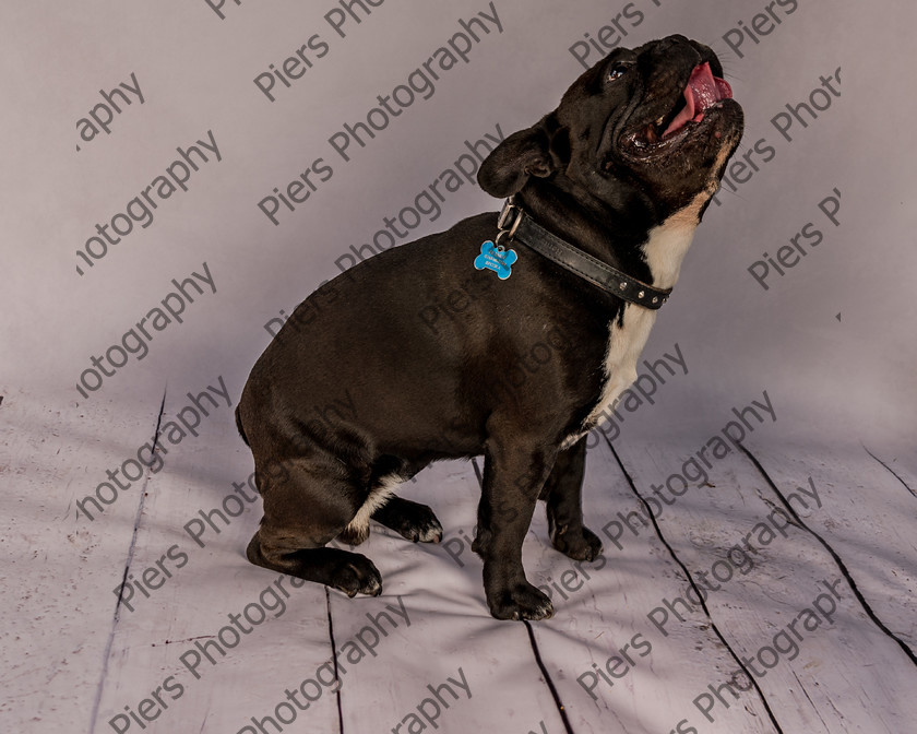 Frankie-2 
 Frankie at Hughenden Primary School fete 
 Keywords: DogPhotography Cutedog Piersphoto Studiophotography