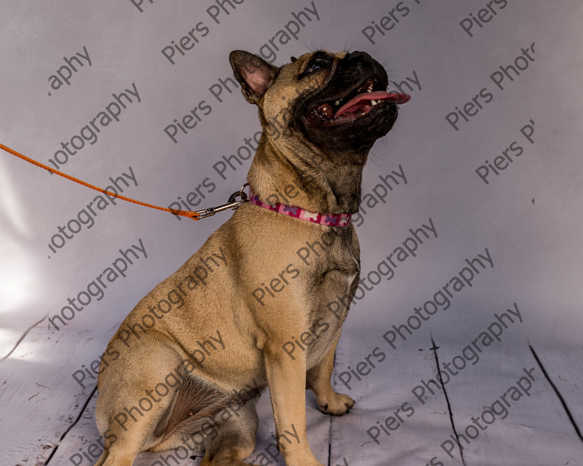 Mabel-17 
 Mabel at Hughenden Primary School Fete 
 Keywords: DogPhotography Cutedog Piersphoto Studiophotography