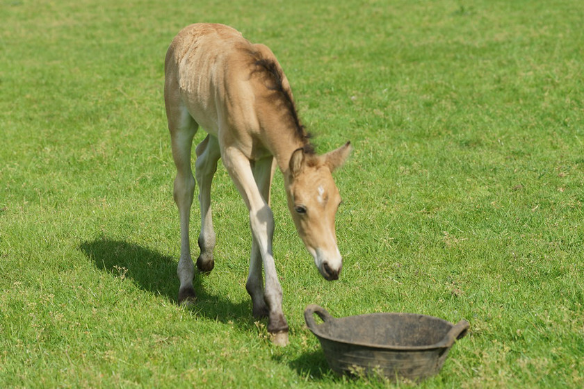 Lynda and Carsons Foal 049 
 Lynda and Carson's Foal 2013 
 Keywords: WWE. Foal, Piers Photography