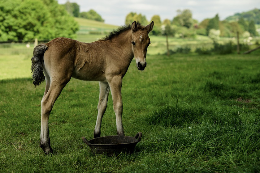 Lynda and Carsons Foal 041 
 Lynda and Carson's Foal 2013 
 Keywords: WWE. Foal, Piers Photography