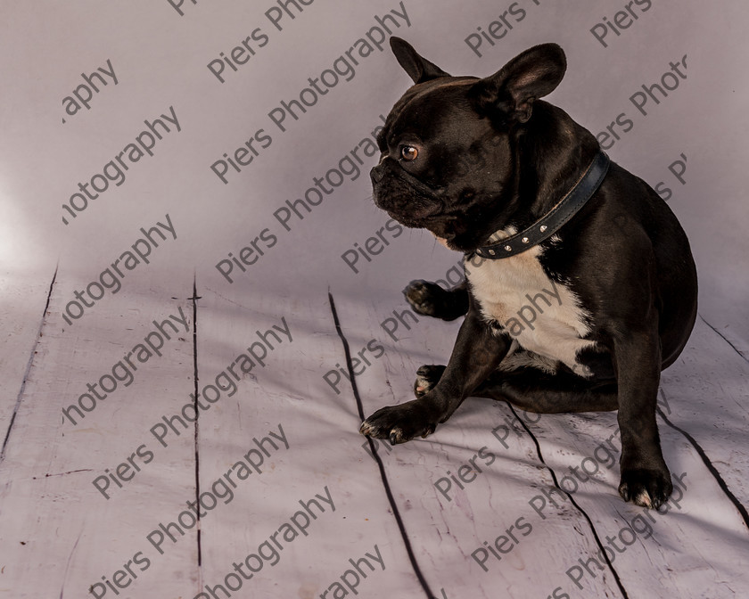 Frankie-9 
 Frankie at Hughenden Primary School fete 
 Keywords: DogPhotography Cutedog Piersphoto Studiophotography