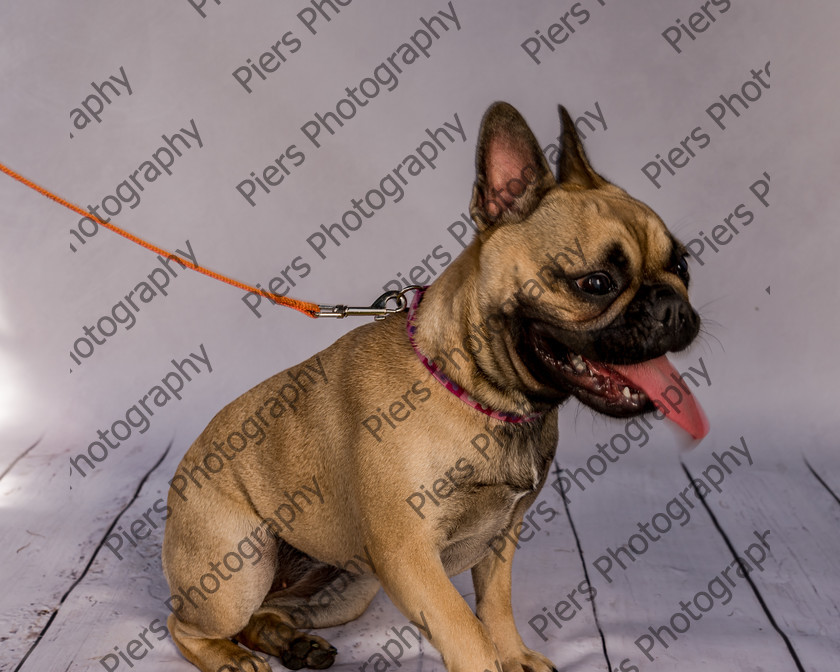 Mabel-18 
 Mabel at Hughenden Primary School Fete 
 Keywords: DogPhotography Cutedog Piersphoto Studiophotography