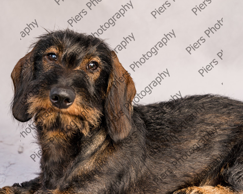 Arnold-24 
 Arnold at Hughenden Primary School fete 
 Keywords: DogPhotography Cutedog Piersphoto Studiophotography