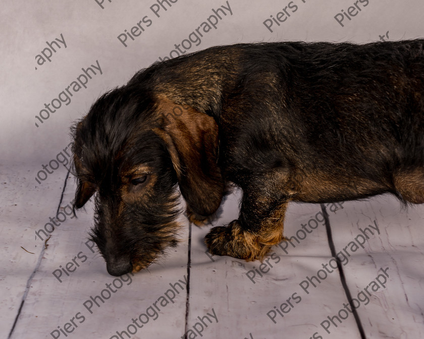 Arnold-7 
 Arnold at Hughenden Primary School fete 
 Keywords: DogPhotography Cutedog Piersphoto Studiophotography