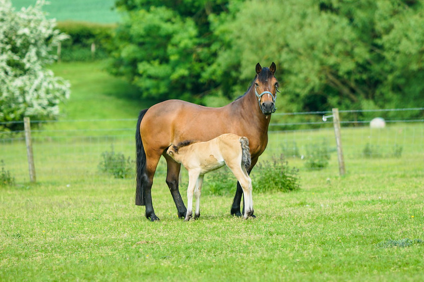 Lynda and Carsons Foal 019 
 Lynda and Carson's Foal 2013 
 Keywords: WWE. Foal, Piers Photography