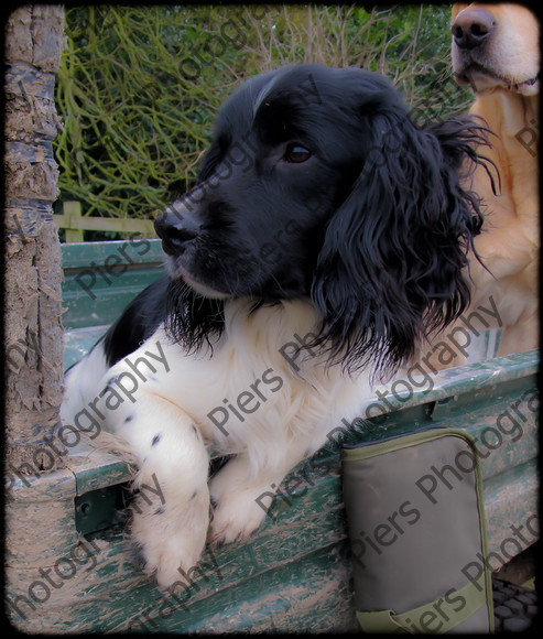 Beaters Day & Dinner 45 
 Keywords: West Wycombe Park, Piers Photo, Shooting