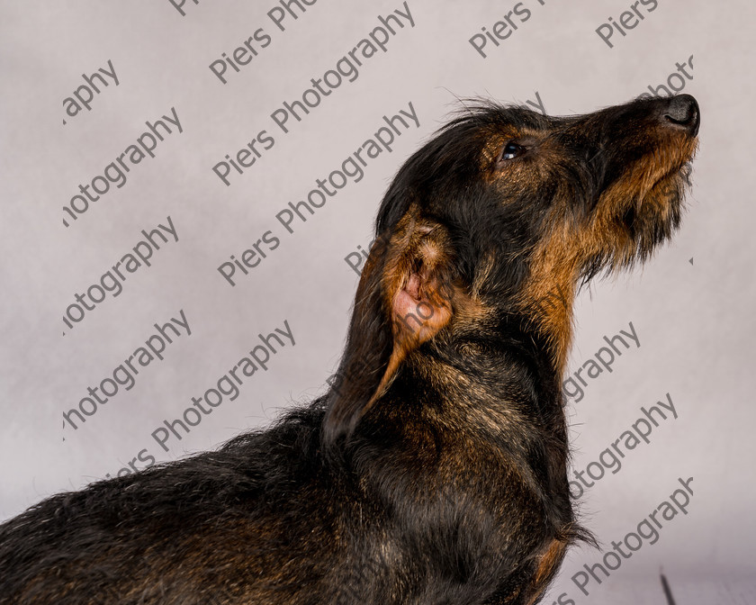 Arnold-25 
 Arnold at Hughenden Primary School fete 
 Keywords: DogPhotography Cutedog Piersphoto Studiophotography