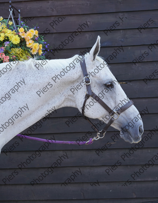 Pam Horse shoot 08 
 Pam's horse shoot at Palmers 
 Keywords: Bucks Wedding photographer, Palmers Stud and livery, Piers Photography, equestrian