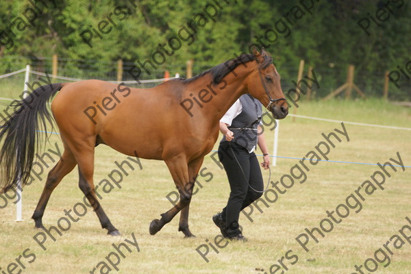 In Hnad Veteran Horse 04 
 NRCS Class 22 In Hand Veteran Horse