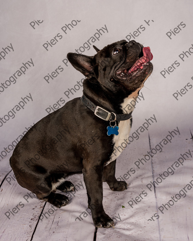 Frankie-31 
 Frankie at Hughenden Primary School fete 
 Keywords: DogPhotography Cutedog Piersphoto Studiophotography